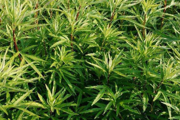 艾蒿和水蒿的區別