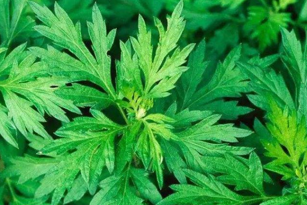 艾蒿和水蒿的區別