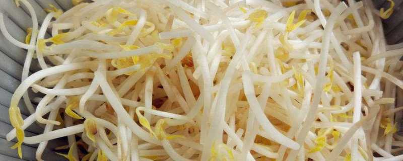 綠豆芽怎麼生粗壯又白