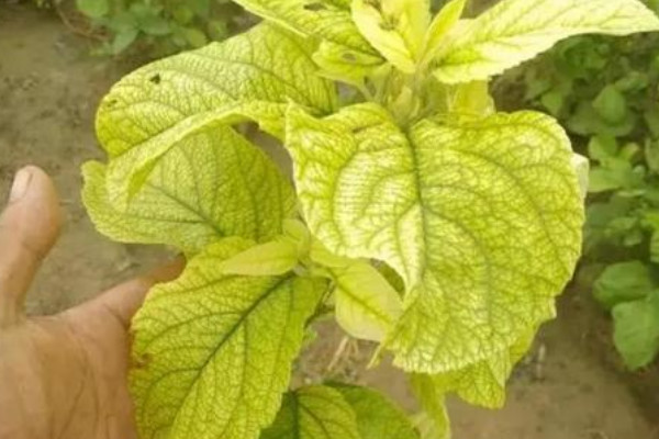 蘋果樹葉子發黃怎麼回事