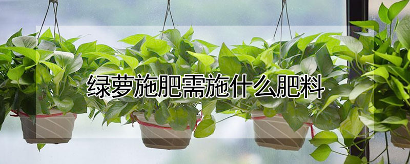 綠蘿施肥需施什麼肥料