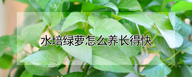 水培綠蘿怎麼養長得快