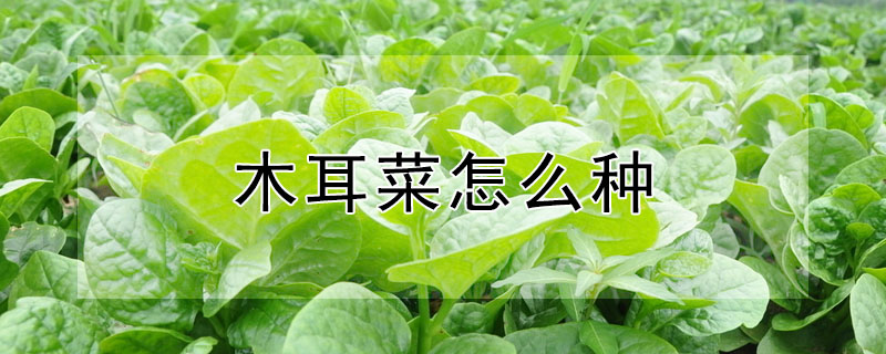 木耳菜怎麼種
