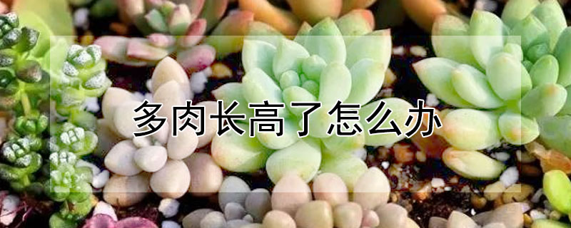 多肉長高了怎麼辦