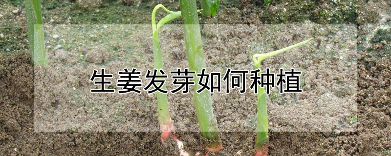 生薑發芽如何種植