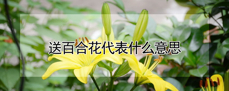 送百合花代表什麼意思