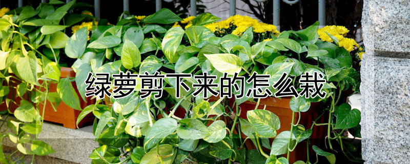 綠蘿剪下來的怎麼栽