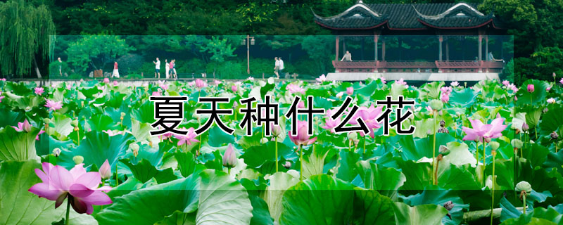 夏天種什麼花