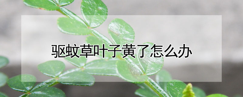 驅蚊草葉子黃了怎麼辦