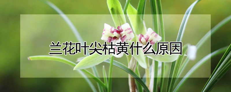 蘭花葉尖枯黃什麼原因
