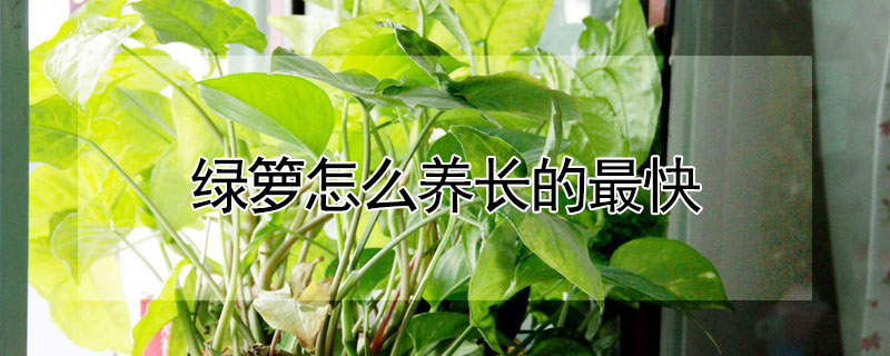 綠籮怎麼養長的最快
