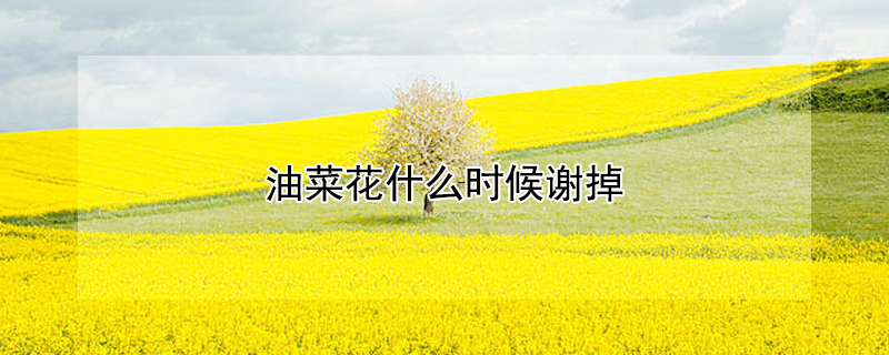 油菜花什麼時候謝掉