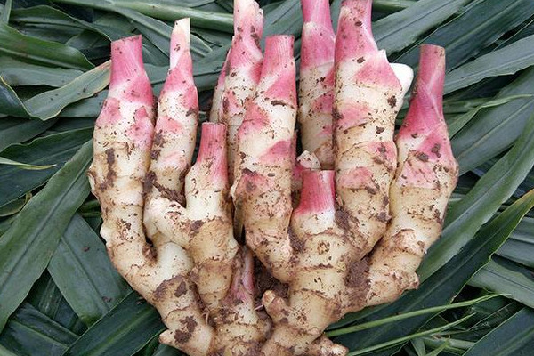生薑芽怎麼種