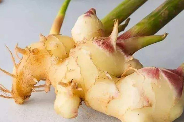 生薑芽怎麼種