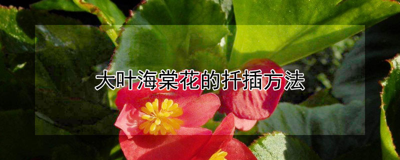 大葉海棠花的扡插方法