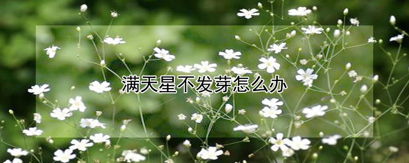 滿天星不發芽怎麼辦