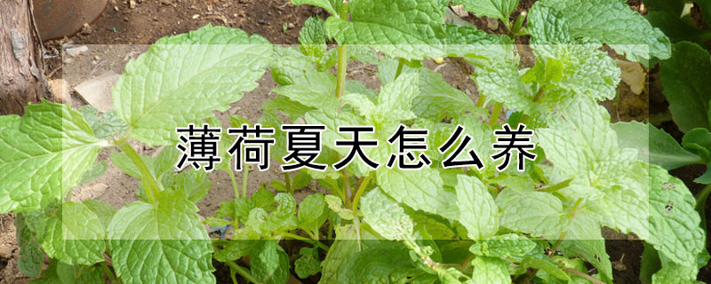 薄荷夏天怎麼養