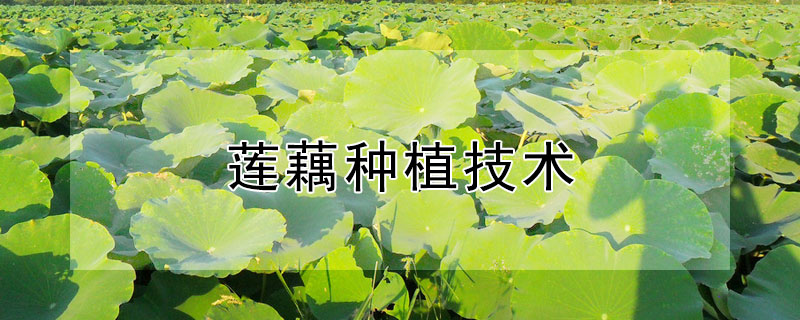 蓮藕種植技術