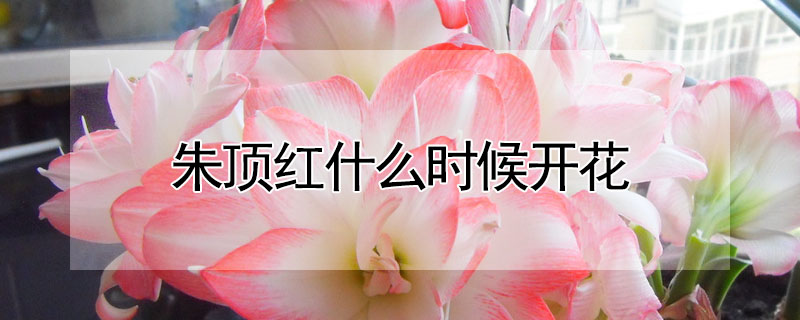 朱頂紅什麼時候開花