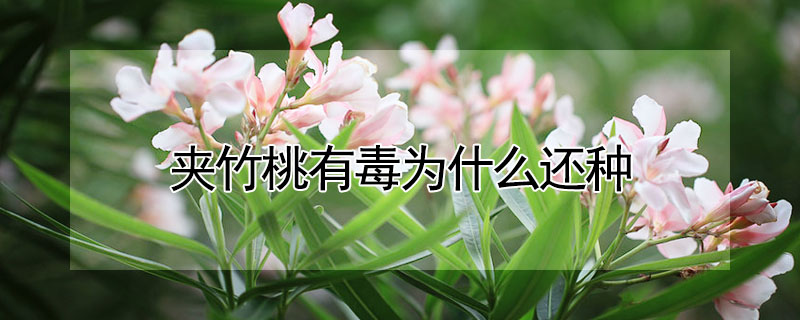 夾竹桃有毒為什麼還種