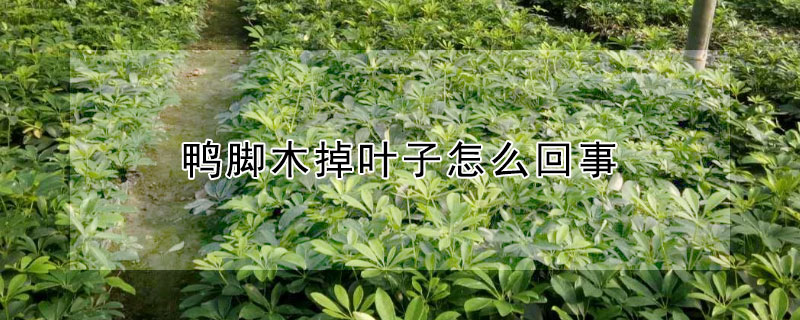 鴨腳木掉葉子怎麼回事