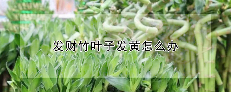 發財竹葉子發黃怎麼辦