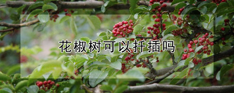 花椒樹可以扡插嗎