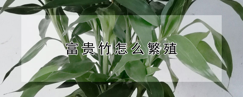 富貴竹怎麼繁殖