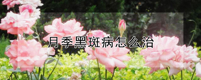 月季黑斑病怎麼治