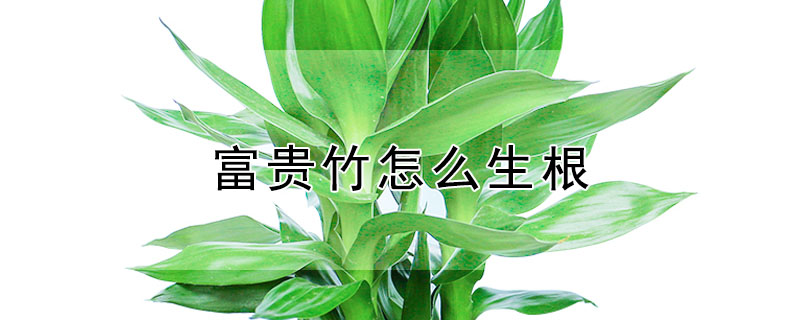 富貴竹怎麼生根