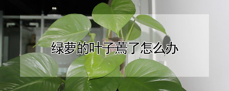 綠蘿的葉子蔫了怎麼辦