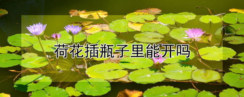 荷花插瓶子裏能開嗎