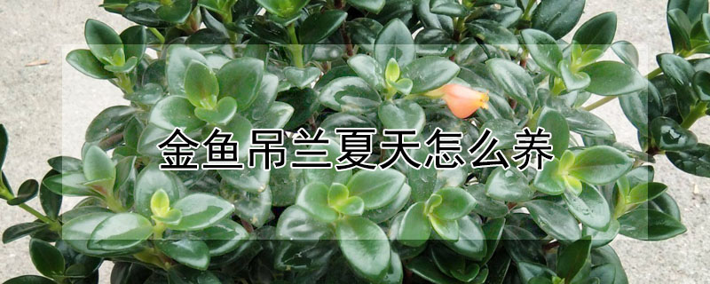 金魚吊蘭夏天怎麼養