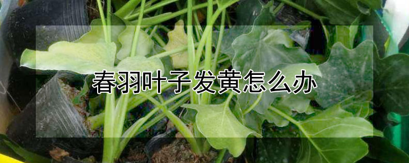 春羽葉子發黃怎麼辦
