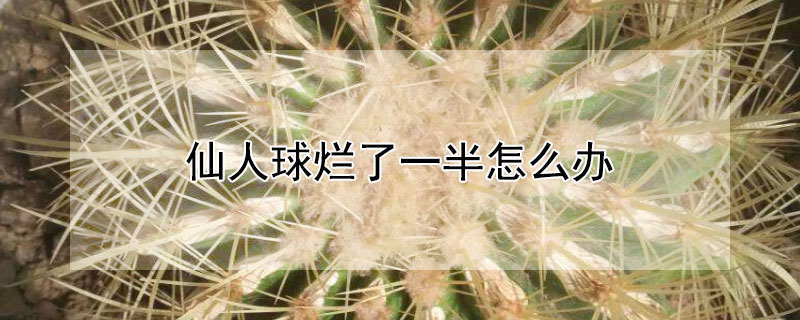 仙人球爛了一半怎麼辦