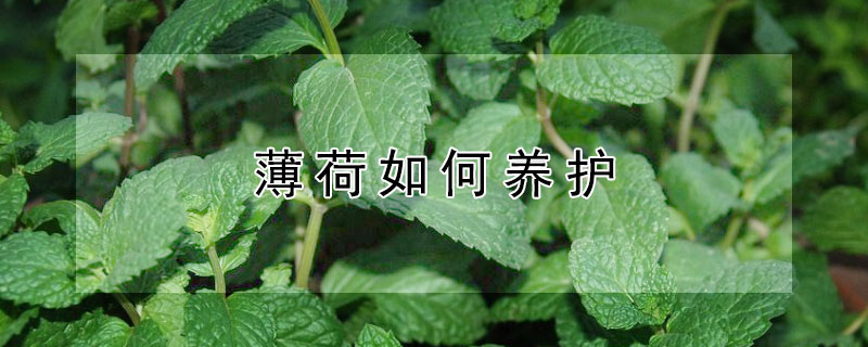 薄荷如何養護