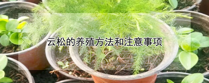 雲鬆的養殖方法和注意事項