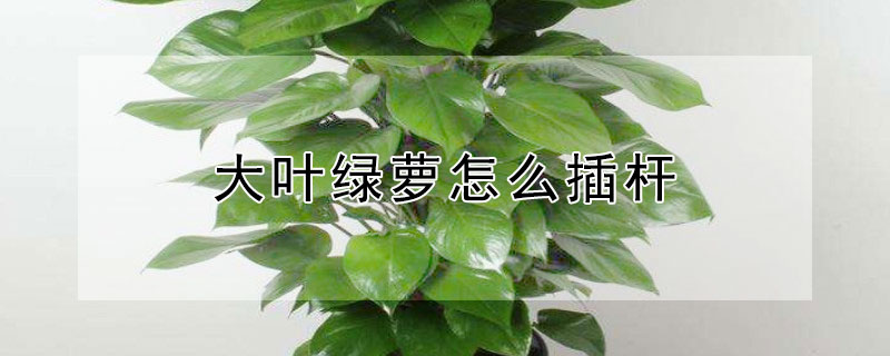 大葉綠蘿怎麼插杆