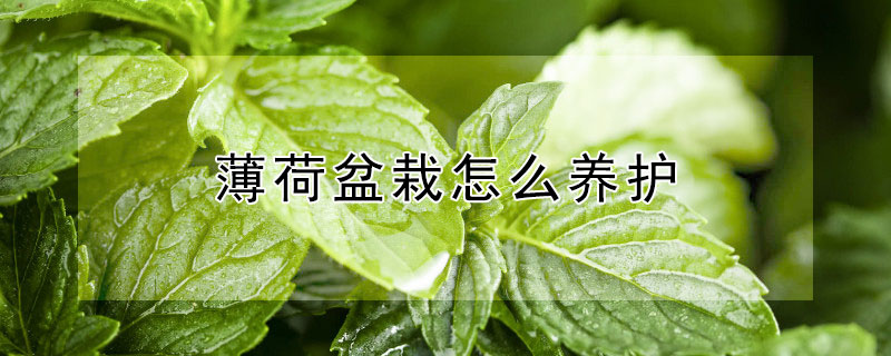 薄荷盆栽怎麼養護