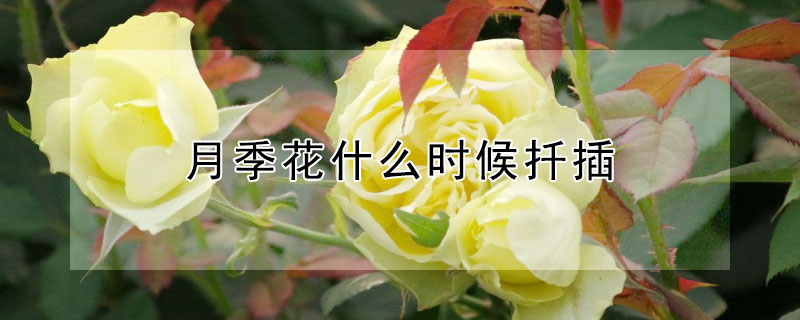 月季花什麼時候扡插