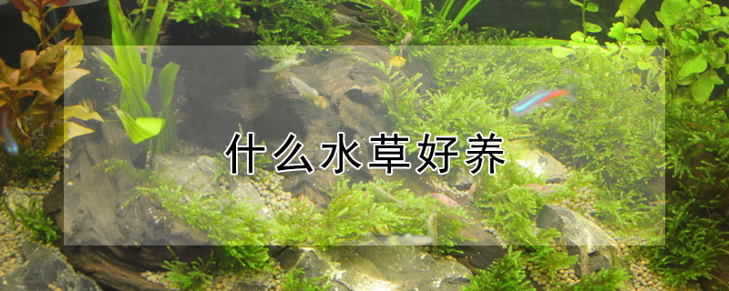 什麼水草好養