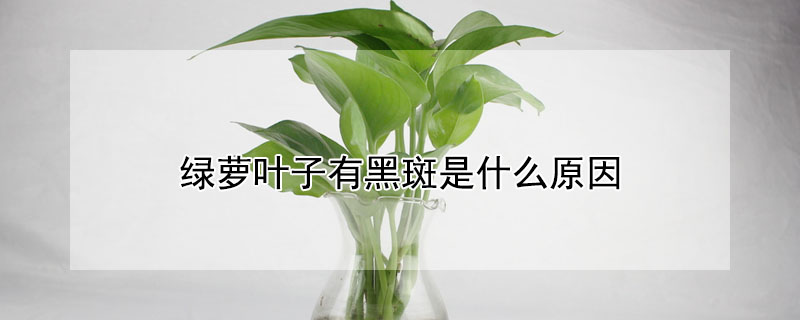 綠蘿葉子有黑斑是什麼原因