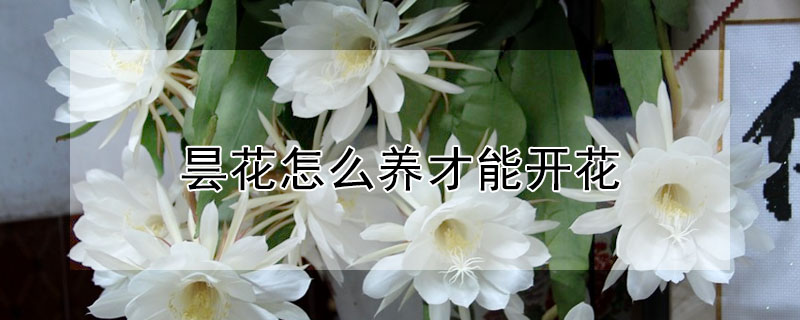曇花怎麼養才能開花