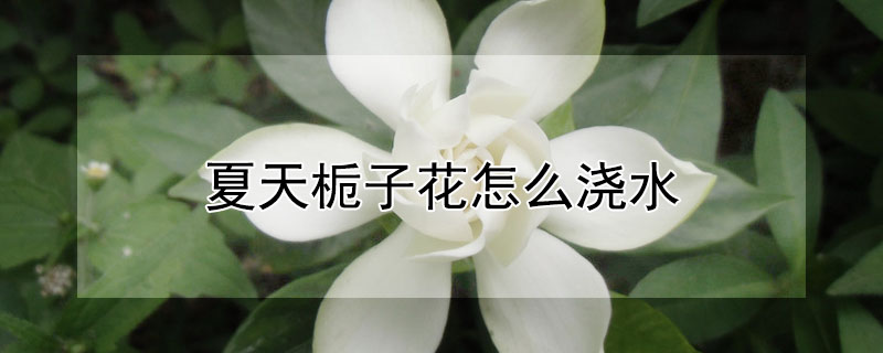 夏天梔子花怎麼澆水