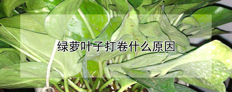 綠蘿葉子打卷什麼原因