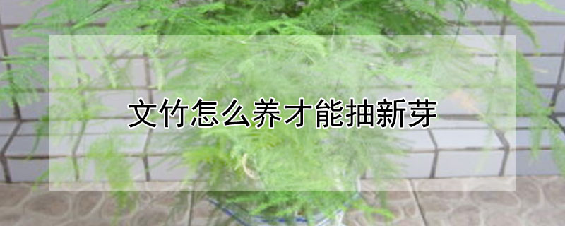 文竹怎麼養才能抽新芽