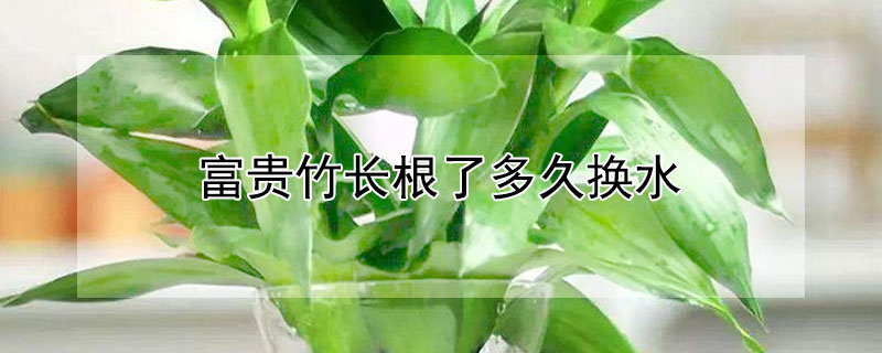 富貴竹長根了多久換水