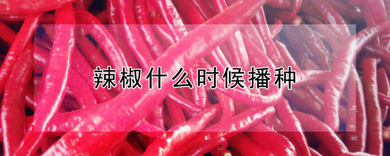 辣椒什麼時候播種