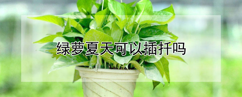 綠蘿夏天可以插扡嗎