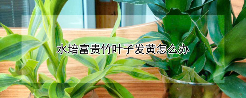 水培富貴竹葉子發黃怎麼辦